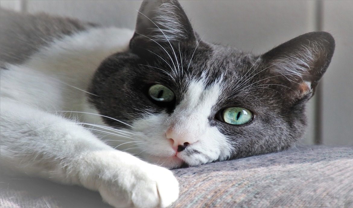 At genkende og behandle skader på kattens tredje øjenlåg